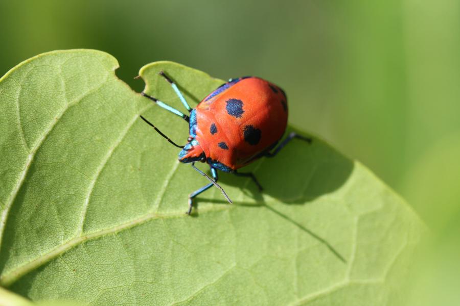 Détail de la punaise arlequin ©IAC - G. Gâteblé