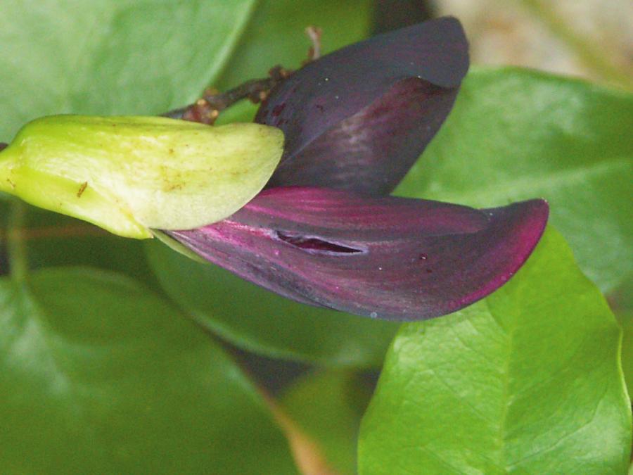 Dégât du long bec sur la fleur ©IAC - G. Gâteblé