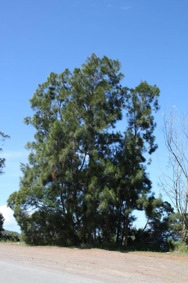 Vue d'ensemble de Casuarina collina in situ ©IAC - G. Gâteblé