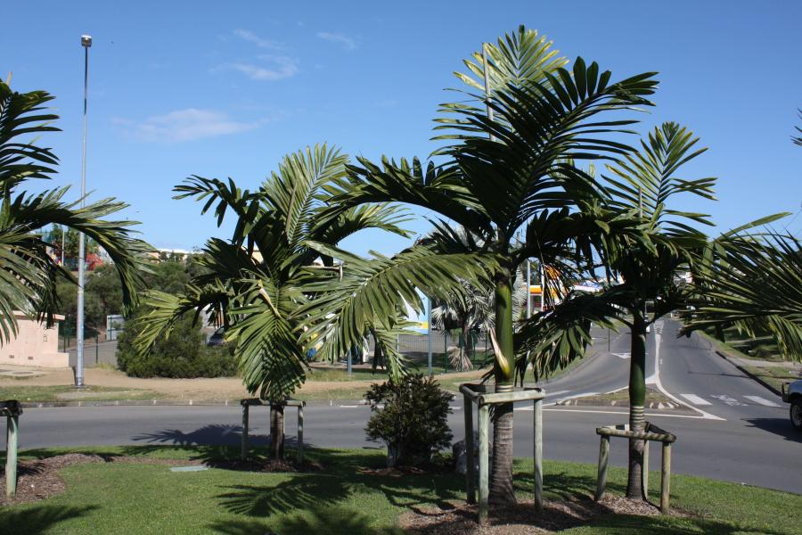 Vue d'ensemble de Chambeyronia macrocarpa en aménagement (Rond-point) ©IAC - G. Gâteblé