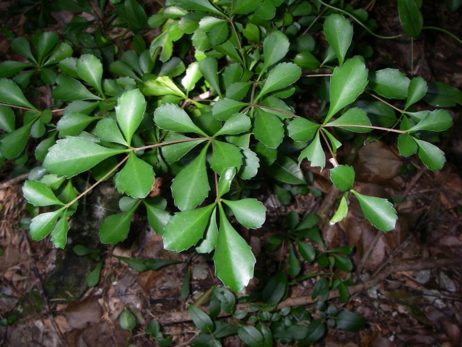 Détail du feuillage de Cleidion verticillatum ©IAC - G. Gâteblé