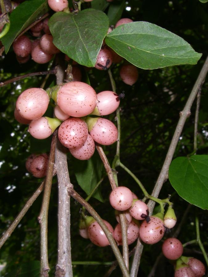 Détail des fruits de Cordia dichotoma ©IAC - G. Gâteblé