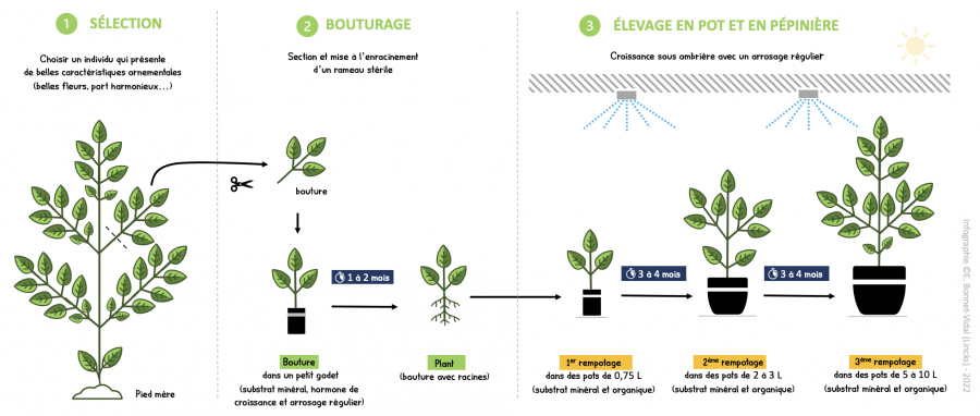 Multiplication et élevage en pépinière d'une plante ornemantale endémique (P. deplanchei) ©E. Bonnet-Vidal (Lincks)