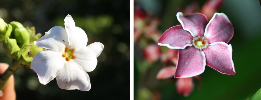 Détail des fleurs de Cerbera manghas ©IAC - G. Gâteblé