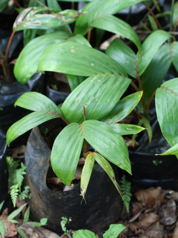 Jeunes plants de Chambeyronia macrocarpa en pépinière traditionnelle ©IAC - G. Gâteblé