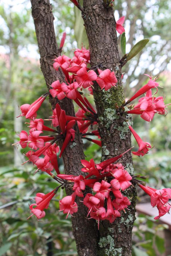 Détail de la floraison d'Ixora margaretae ©IAC - G. Gâteblé