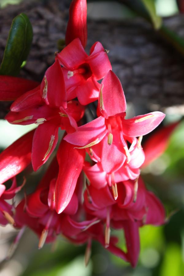 Détail de la floraison d'Ixora margaretae ©IAC - G. Gâteblé