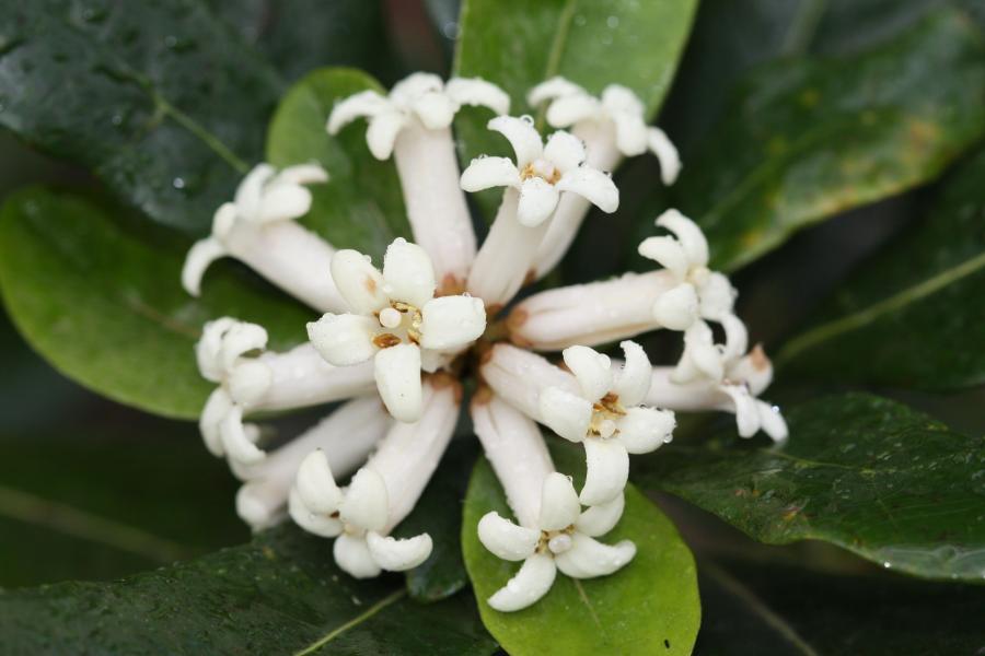 Détail de l'inflorescence de Pittosporum cherrieri ©IAC - G. Gâteblé