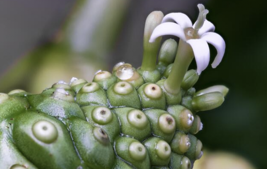 Fleurs de Morinda citrifolia