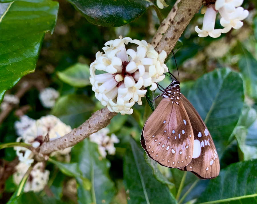 Papillon ( Euploea lewinii montrouzieri) pollinisant des fleurs de Pittosporum cherrieri @E. Bonnet-Vidal (Lincks)