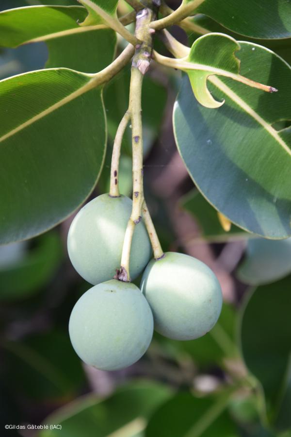 Fruits du Tamanou, île d'Art (Belep) © G. Gâteblé, IAC