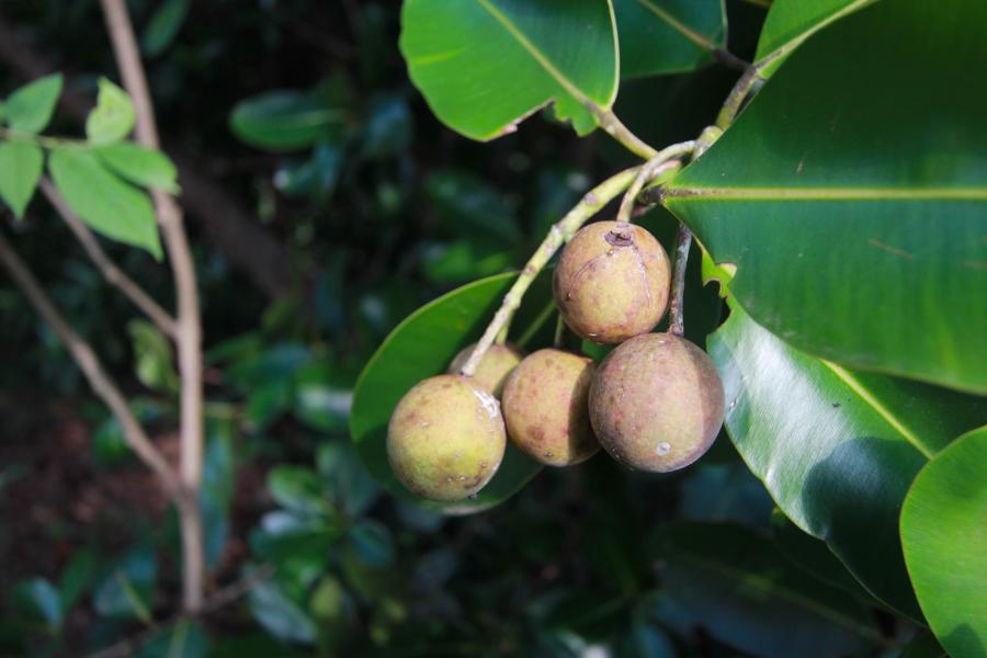 Fruits mûrs de Tamanou ©istock