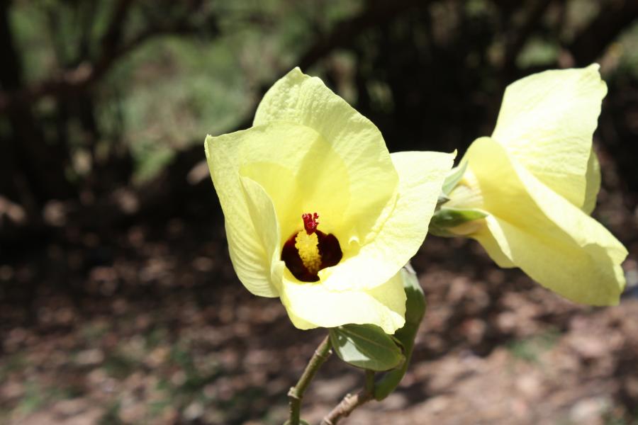 Fleurs de Hibiscus tiliaceus ©IAC - G. Gâteblé