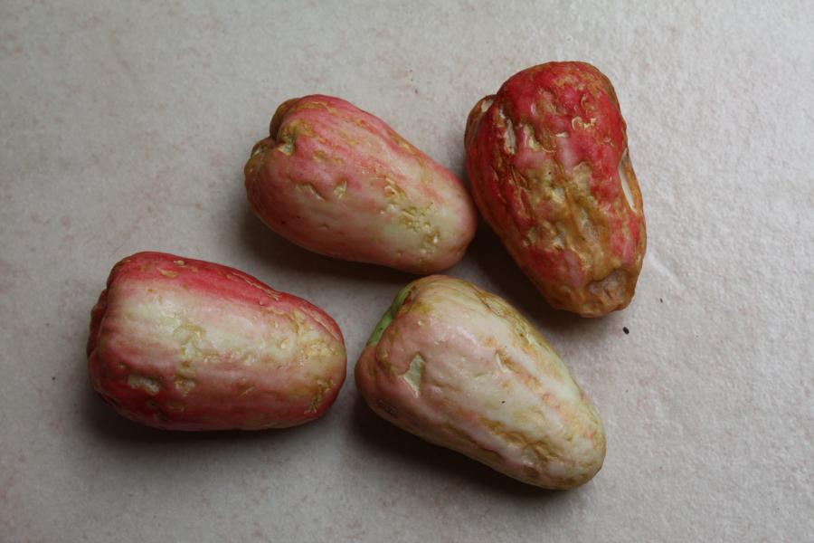 Fruits de Syzygium malaccense ©IAC - G. Gâteblé