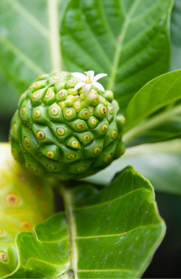 Fruit et fleur de Morinda citrifolia © IRD