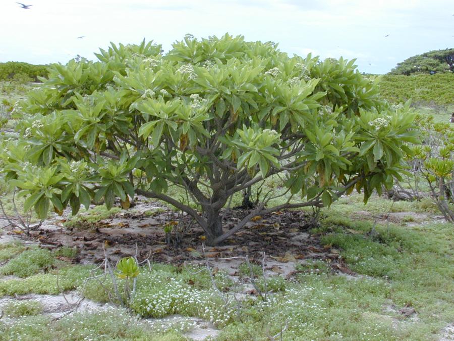 Heliotropium arboreum est un arbre de bord de mer © wikipedia