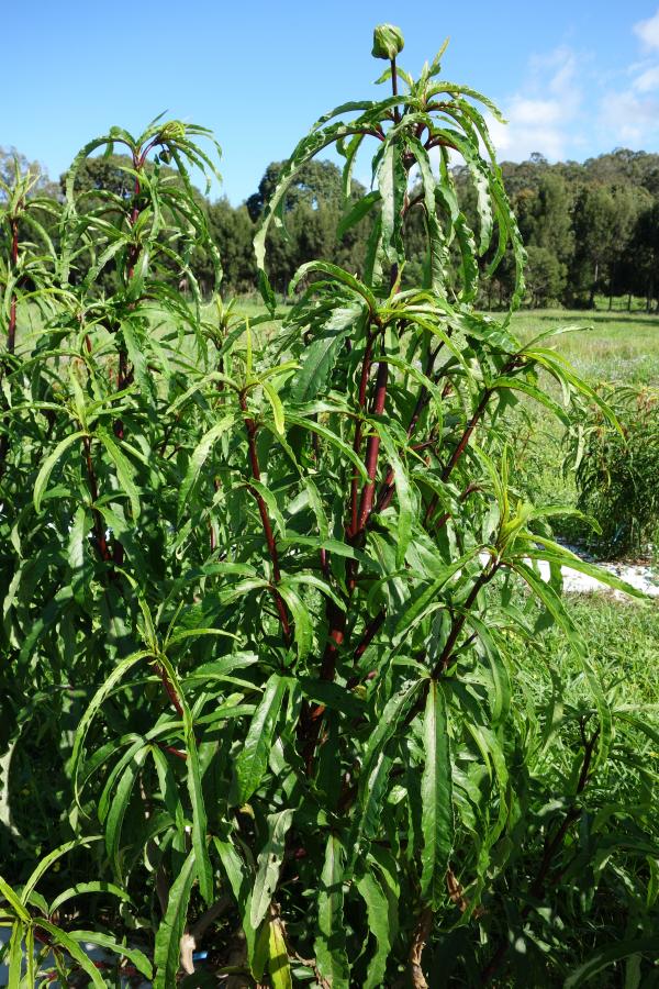 Plant de chou kanak ©IAC - K. Lé