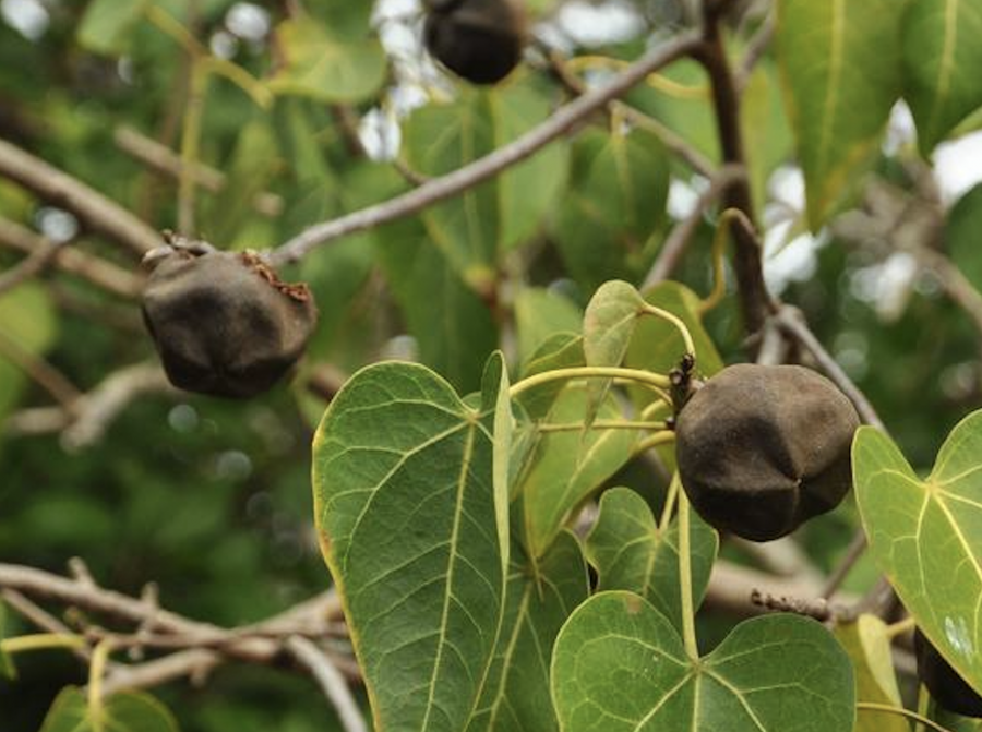 Fruits du bois de rose © Dominique Garnier