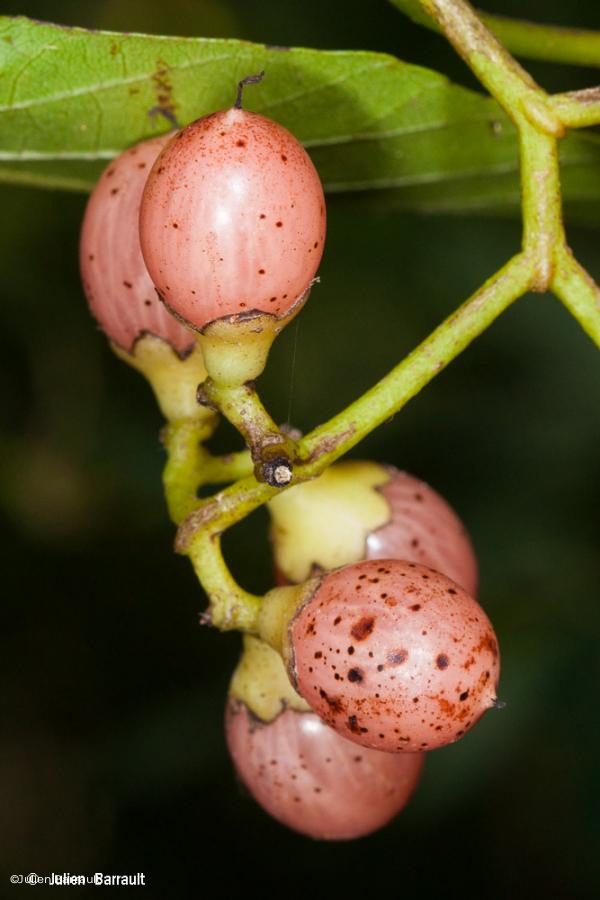 Fruits du gommier Cordia dichotoma © J. Barrault