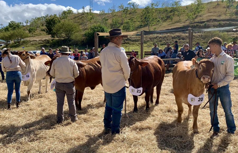 Concours bovin à la foire de Bourail (2021) © E. Vidal (Lincks)