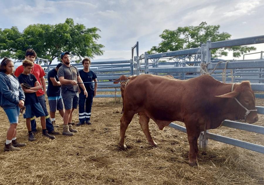 Familiarisation de l'animal au toucher. Les élèves du lycée M. Rocard (Pouembout) apprennent les techniques de dressage avec le technicien de l'Upra bovince © Upra bovine