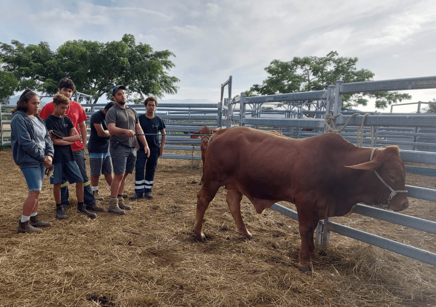 Familiarisation de l'animal au toucher. Les élèves du lycée agricole M. Rocard (Pouembout) apprennent les étapes du dressage avec le technicien de l'Upra bovine ©Upra bovine