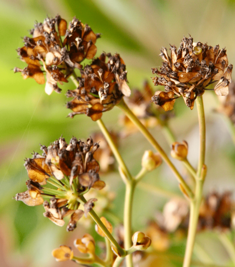 Infrutescence de Myodocarpus fraxinifolius © IAC