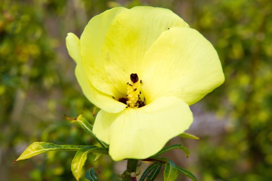 Fleur de Abelmoschus manihot (Chou Kanak) © IAC - G. Chabaud