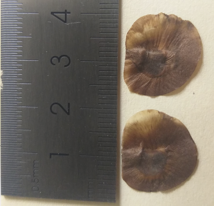 Les graines d'igname D. alata sont ailées et mesurent 1 à 1,5 cm © Adecal-Technopole