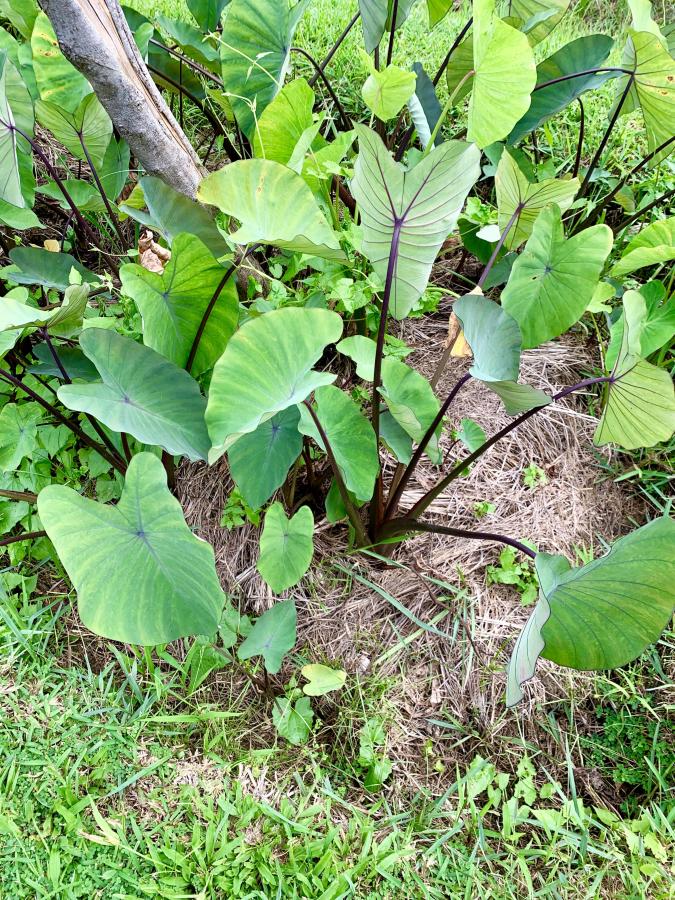 Pied de taro d'eau, Colocasia esculenta © Agripédia