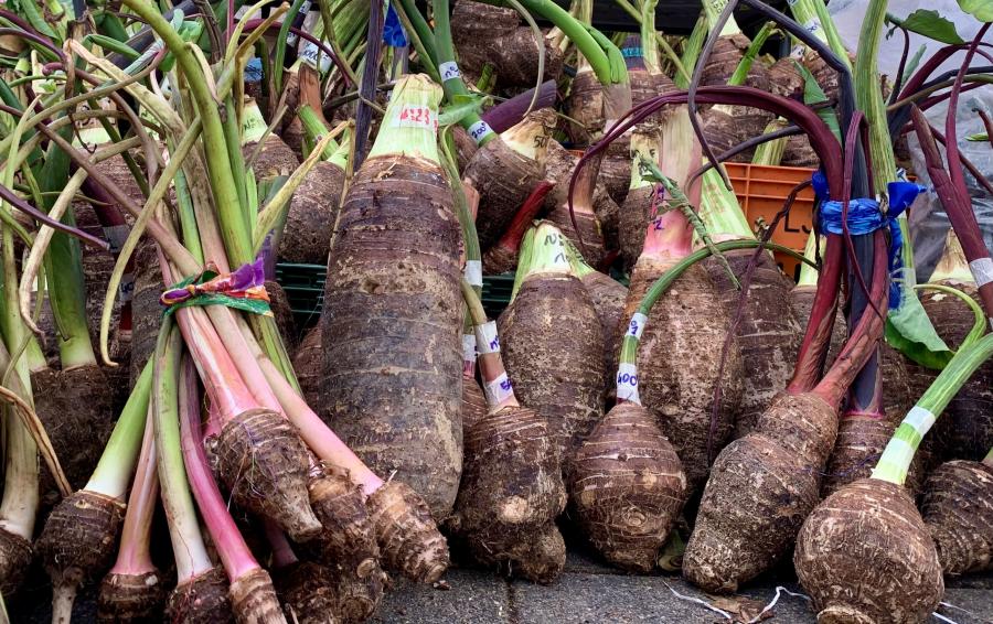 Taros d'eau vendussur un marché de Nouméa © Agripédia