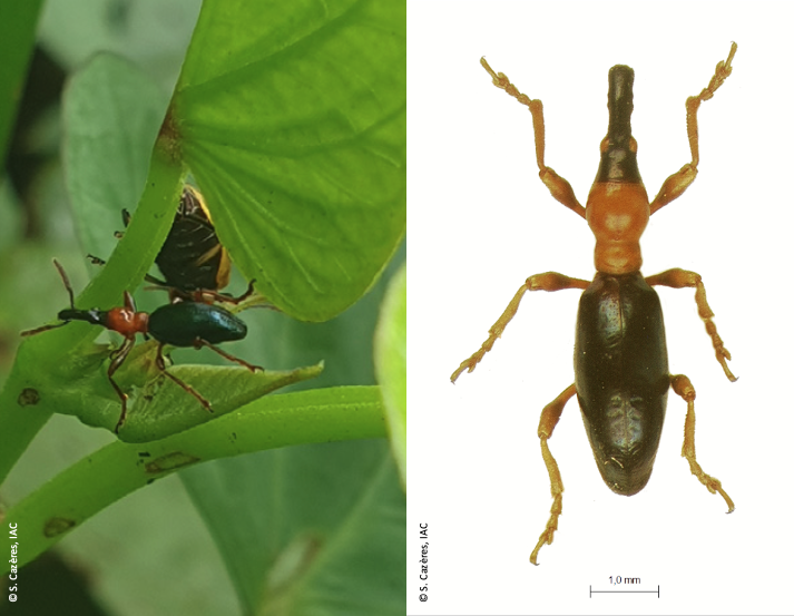 Charançon de la patate douce Cylas formicarius © Sylvie Cazères, IAC
