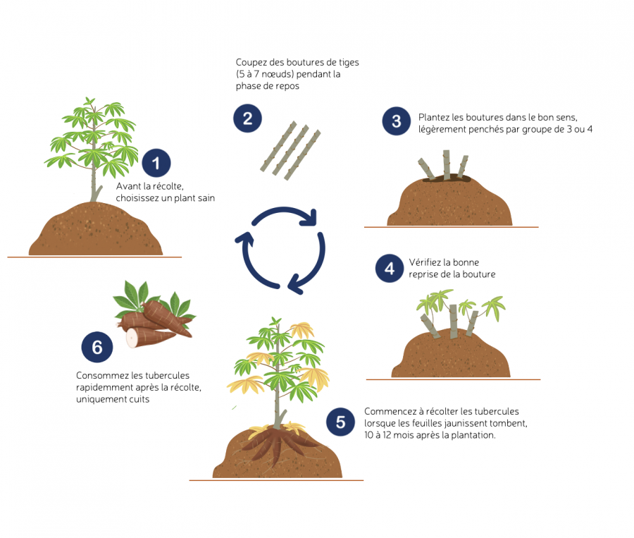 Cycle du manioc © Agripedia