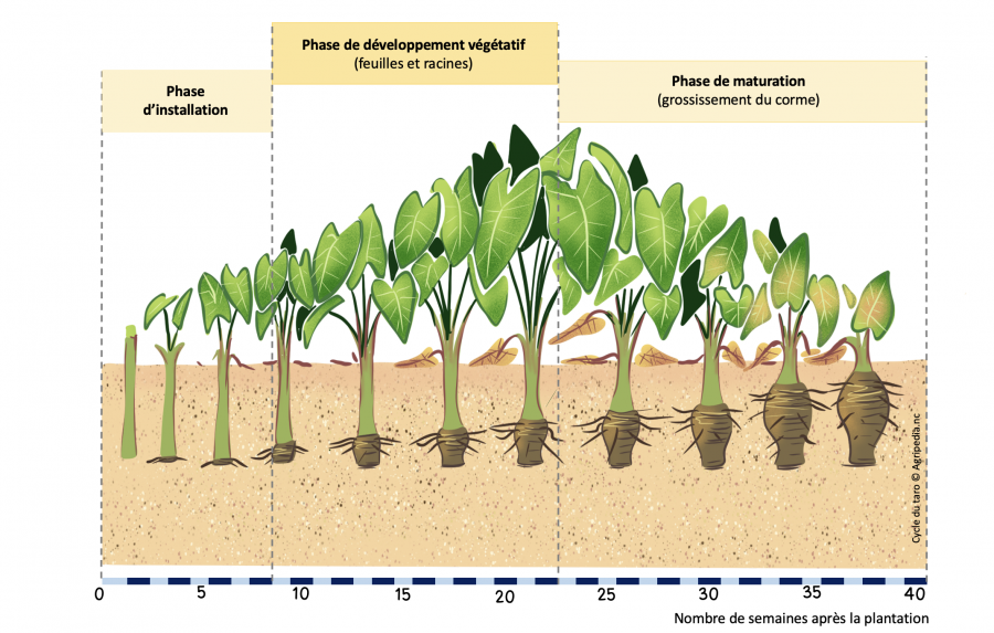 Le cycle du taro, infographie © E. Bonnet-Vidal (Lincks) - Agripédia