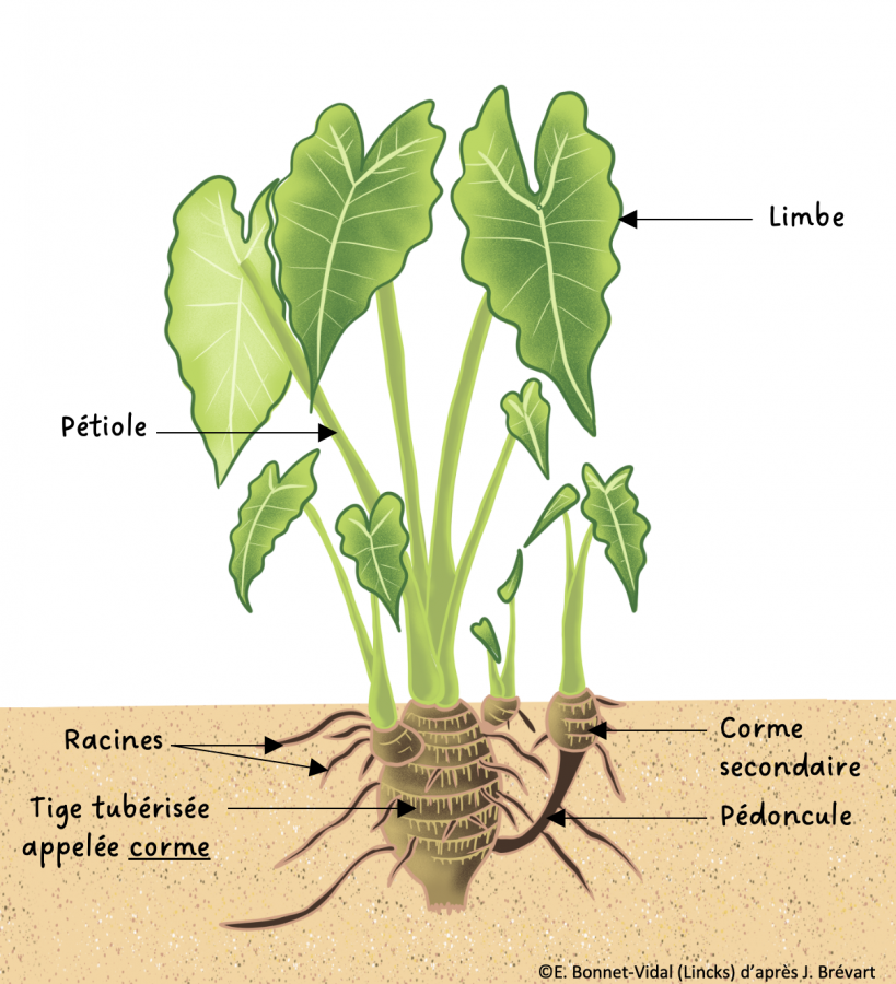 Anatomie végétale du taro d'eau C. esculenta © E. Bonnet-Vidal (Lincks) d'après J. Brévart - Agripédia