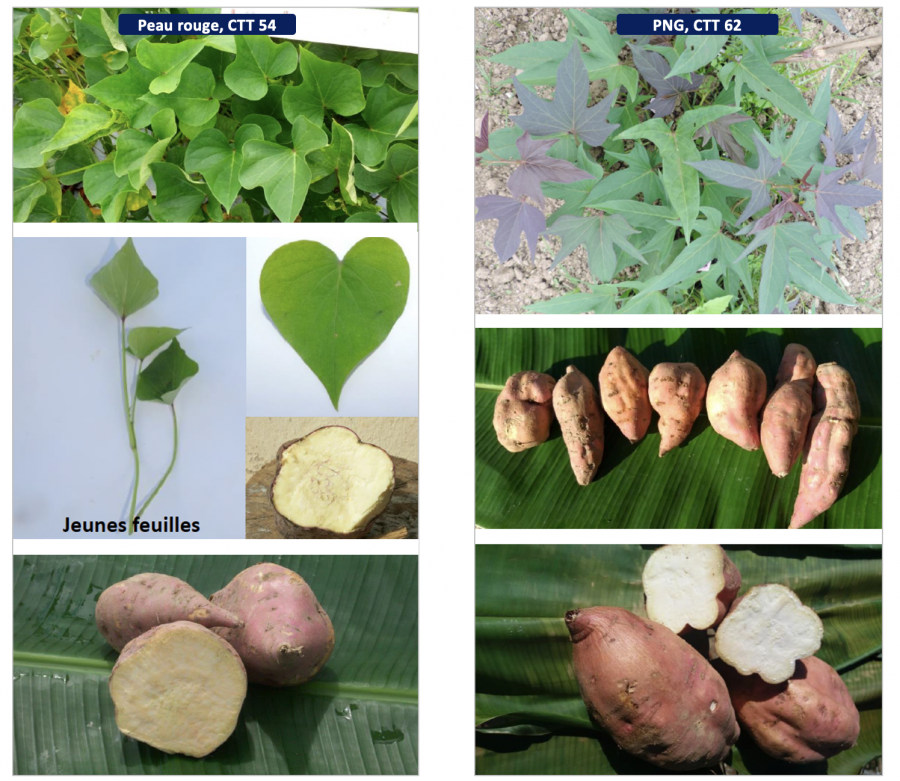 Patate douce, variétés de saison fraiche © Adecal-Technopole