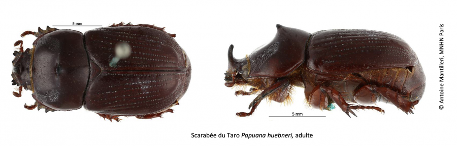 Scarabée du Taro Papuana huebneri © Antoine Mantilleri, MNHN Paris