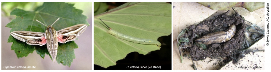 Sphinx du taro, H. celerio © S. Cazeres, IAC