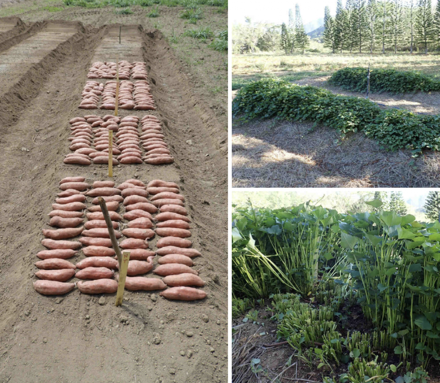 Préparation de boutures de patate douce, technique du Seedbed © Adecal-Technopole.png