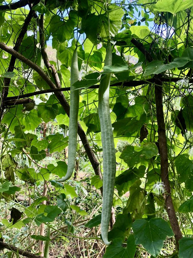 Fruits immatures de la courge serpent (Trichosanthes cucumerina), exploitation à Boulouparis © C. Fossier (ASPNC)