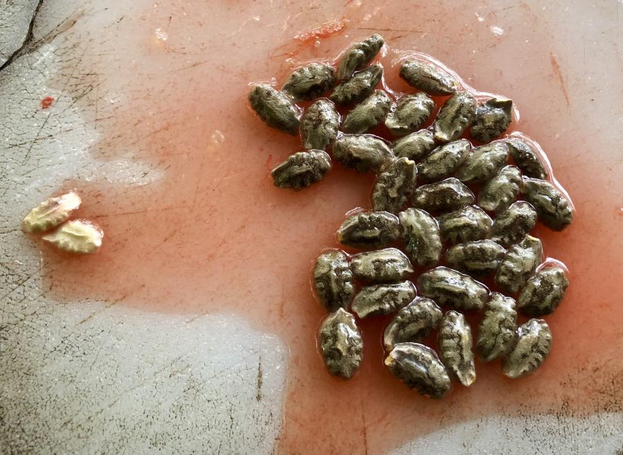 Graines de courge serpent et pulpe ressemblant au jus de tomate © C. Fossier (ASPNC)