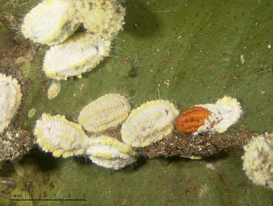 Cochenille des Seychelles (Icerya seychellarum) © S. Cazères (IAC)