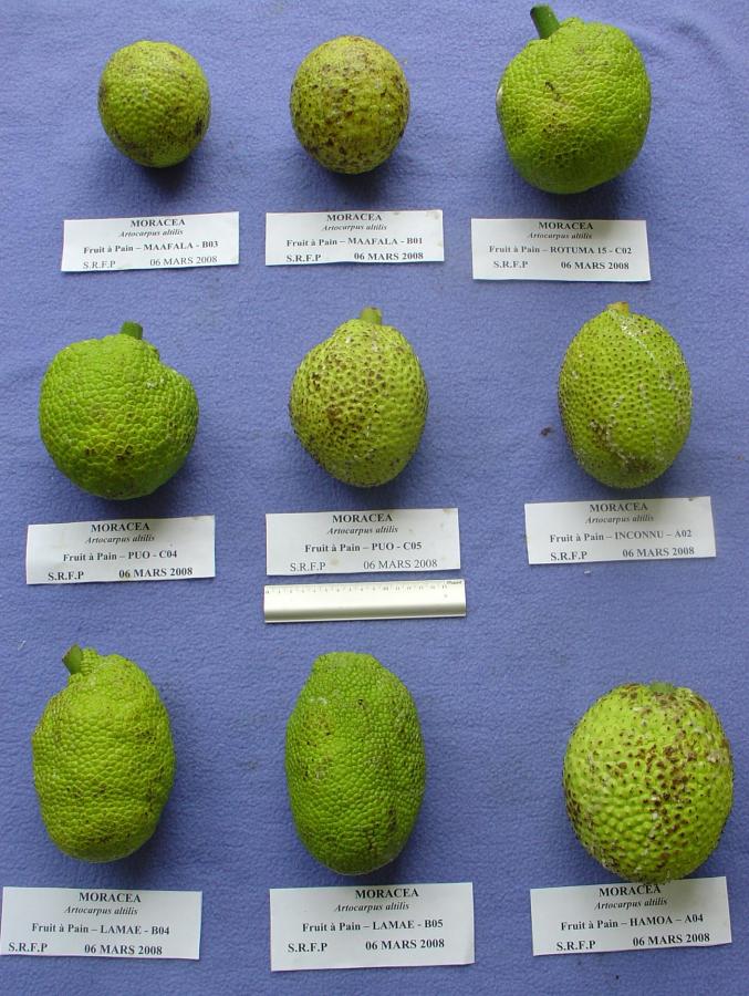 Diversité des fruits de cultivars d'arbres à pain cultivés à la station IAC de Pocquereux © IAC