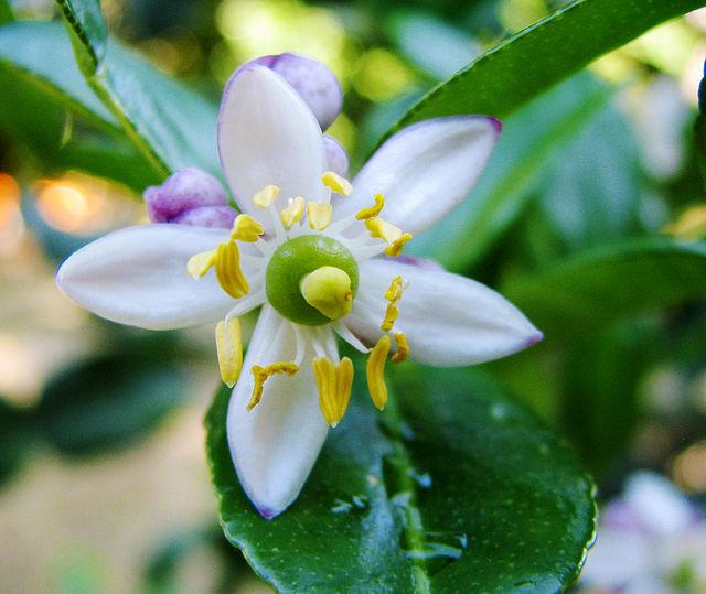 Fleur de combava (source : David Rofas, Wikimedia Commons)