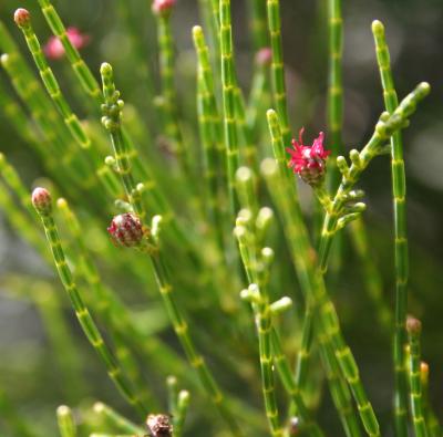 Fleurs femelles de Gymnostoma deplancheanum ©IAC